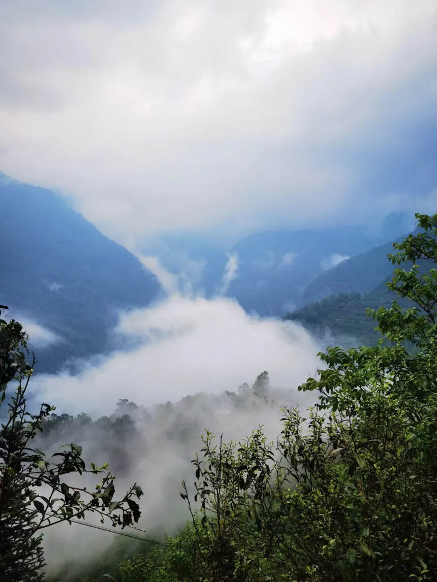 2022年头春古树无量山，花香蜜甜，无苦涩
云雾缭绕