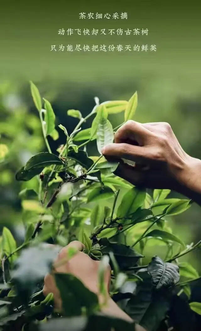 生活是一杯茶，人就是那其中的一片茶叶，大多数人只喝了