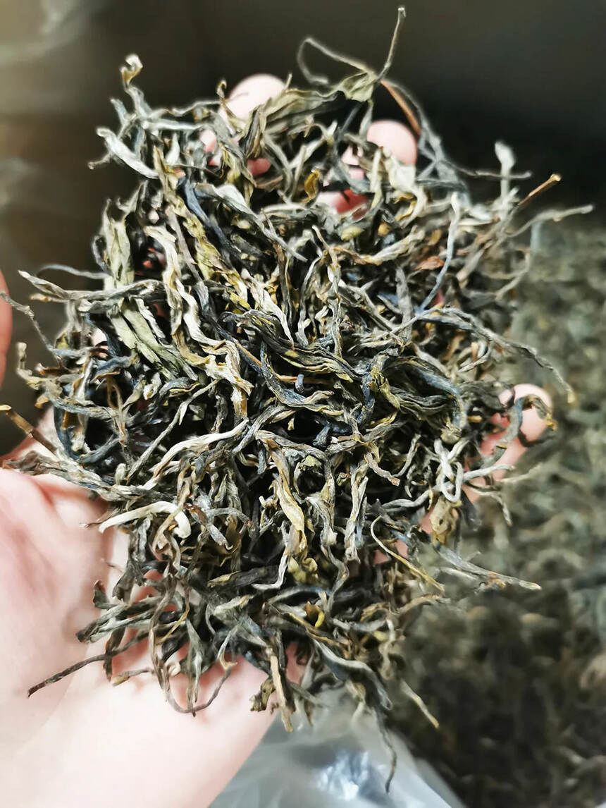 亥公古树！早期大部分茶的原料基地！

亥公，应该是整