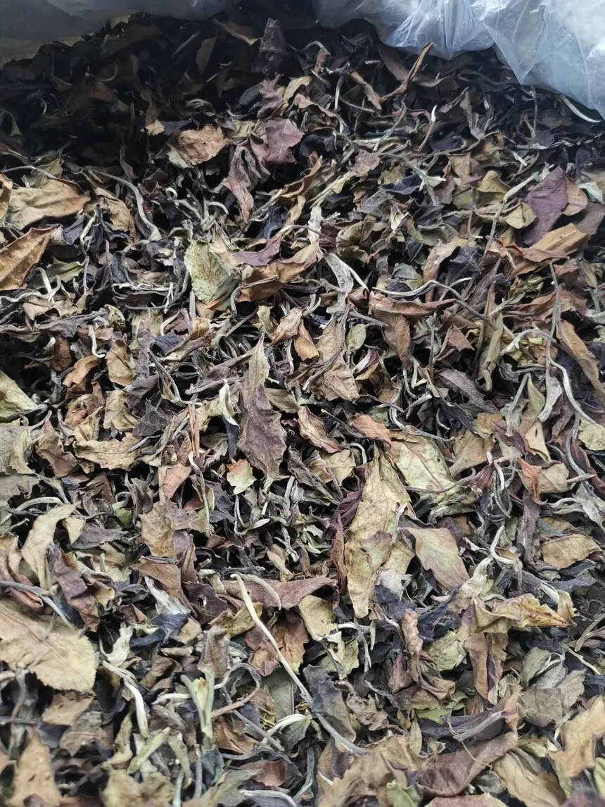 2019年曼西良大树白茶 梅子香显著。#茶生活# #