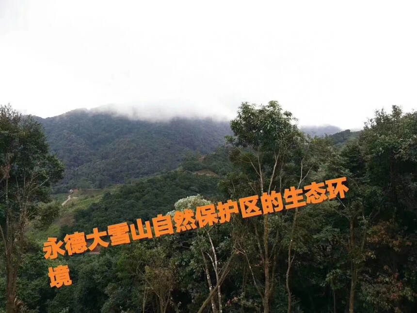 来自2022年『云南大雪山』深处的野生古树，荒野的香
