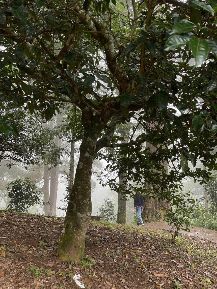 南糯山半坡老寨古树茶秋茶，环境生态，口感更优质