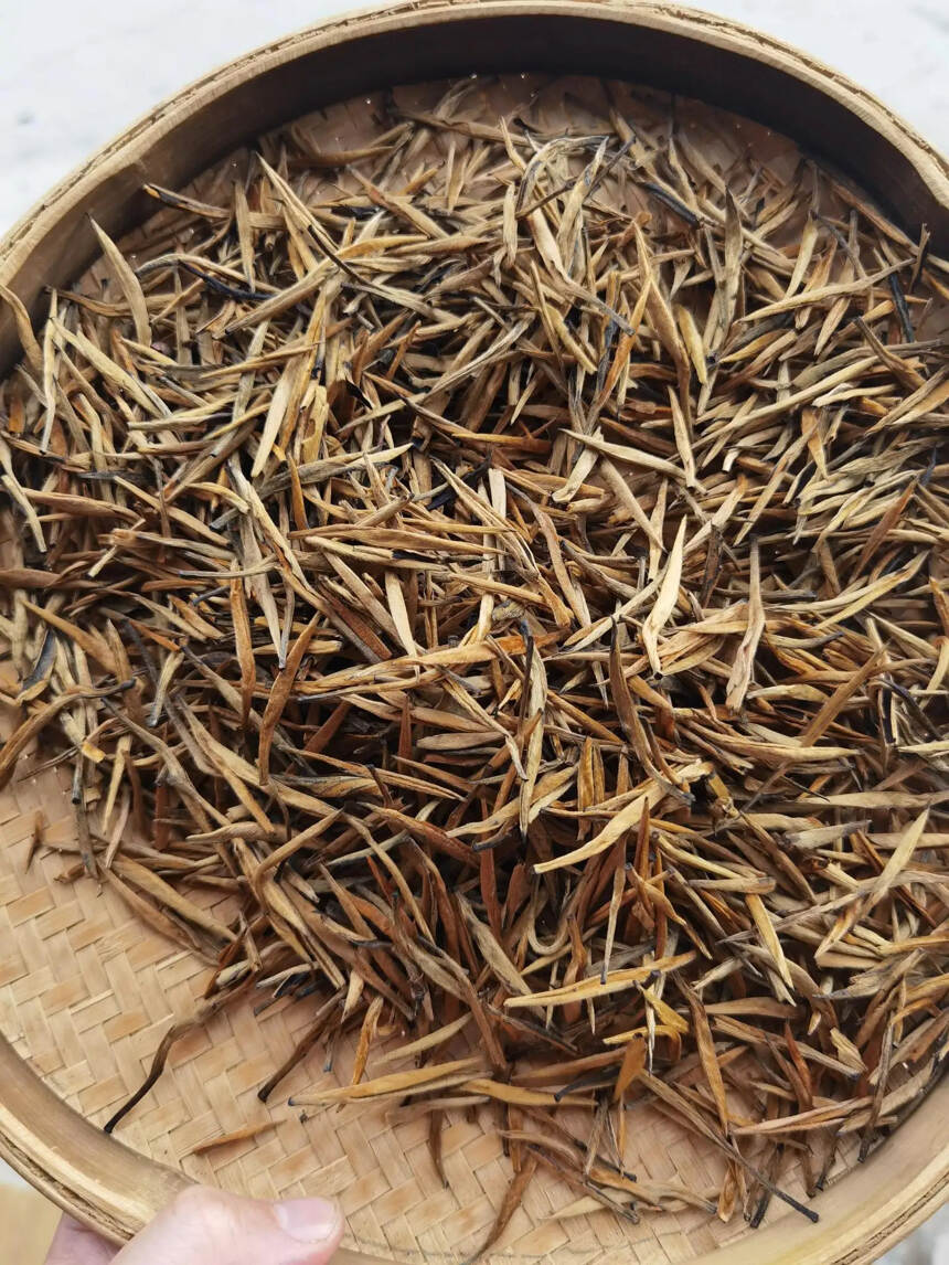 高端红茶！养胃好茶，滇红大金针。#普洱茶# #茶生活