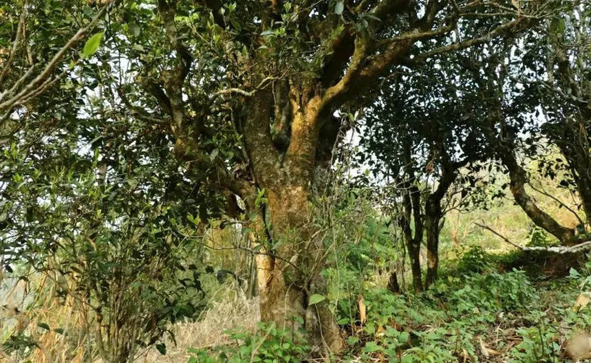 高香那罕600年古树纯料，马上回甘！

邦东原产地那