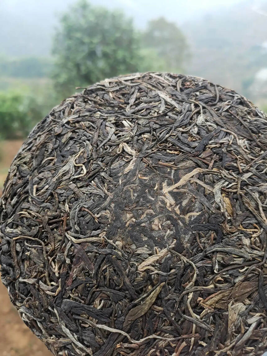2017年那罕古树饼茶，邦东岩茶。#普洱茶# #普洱