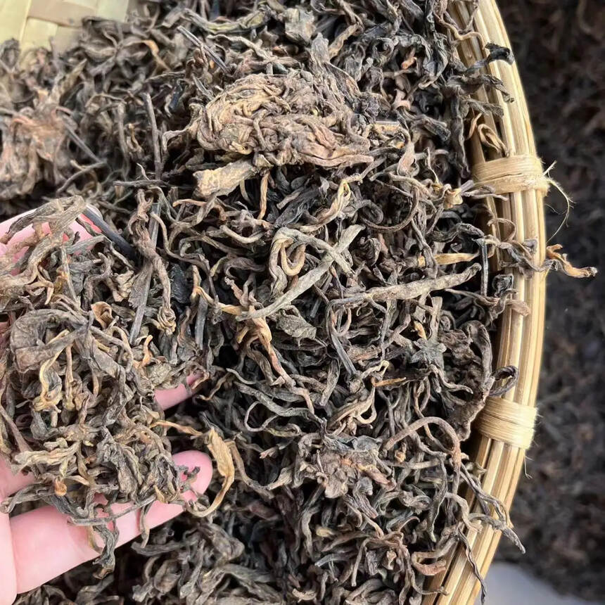 2019年老挝边境高杆茶发酵。#普洱茶# #茶生活#