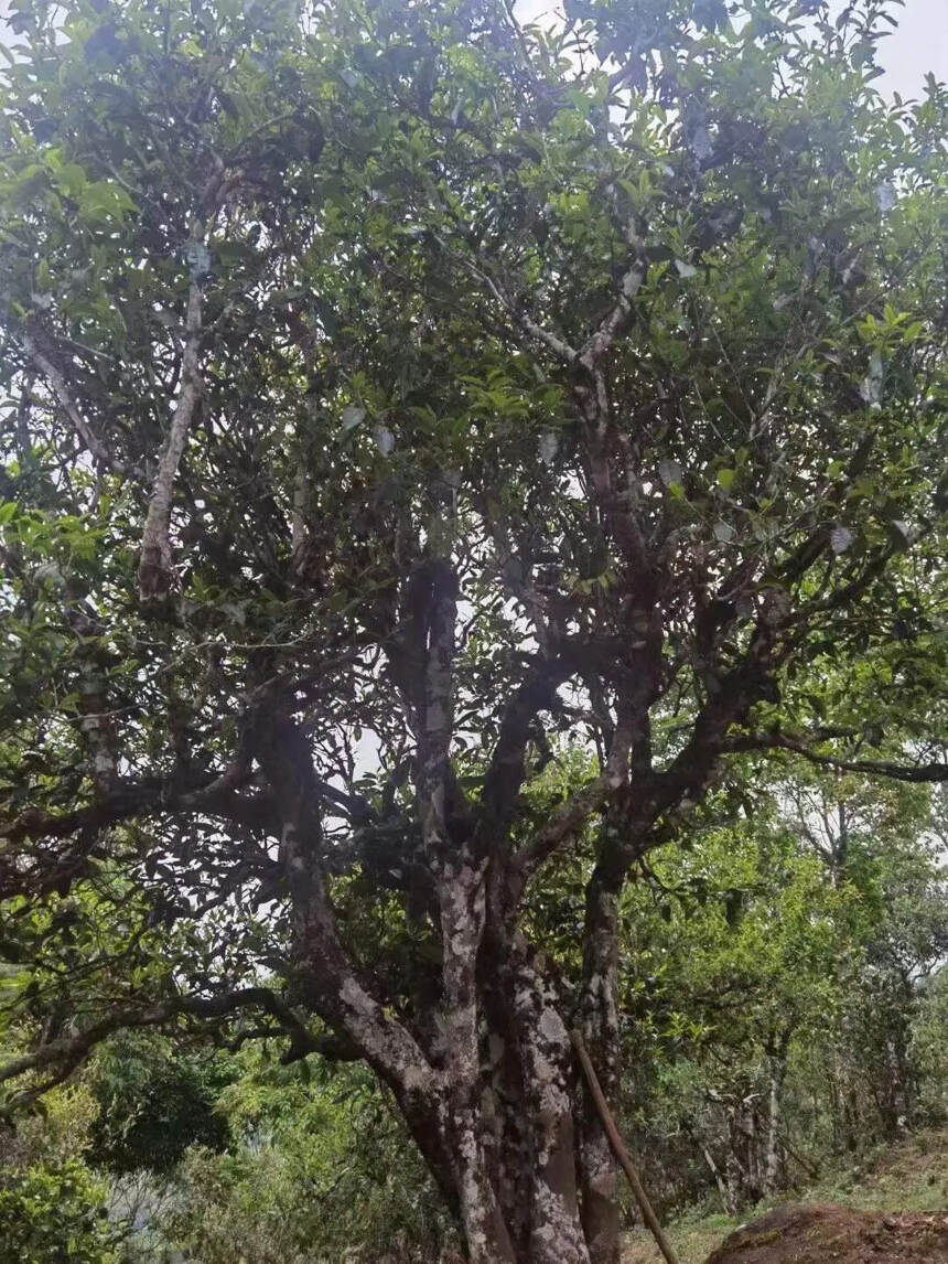 上最高的山，采最好的茶
2022茶王，滑竹梁子
香气