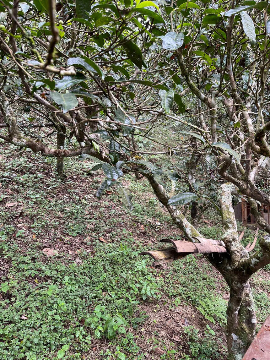 南糯山半坡老寨古树茶秋茶，环境生态，口感更优质