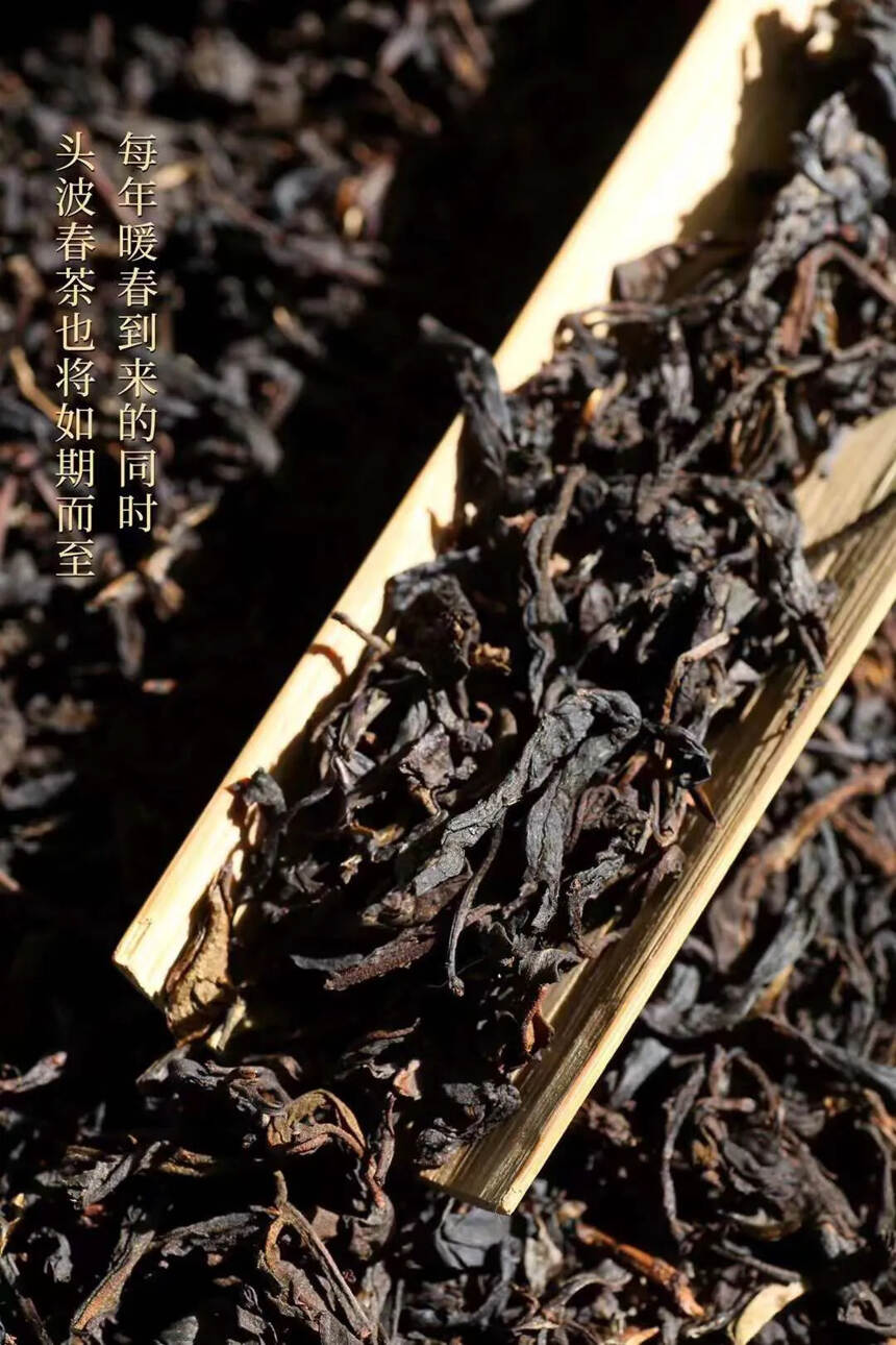 ❤❤

千禧2000年茶王【易武麻黑】由香港茶人陈先