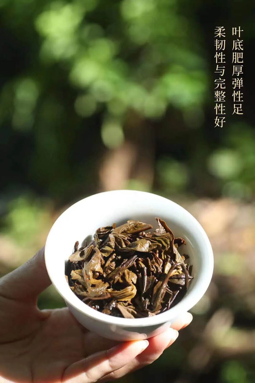 ❤❤

千禧2000年茶王【易武麻黑】由香港茶人陈先