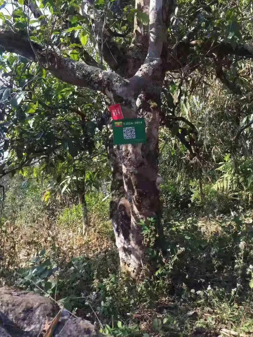 2013年缅甸815古树，外国的老班章。
从采摘到晾