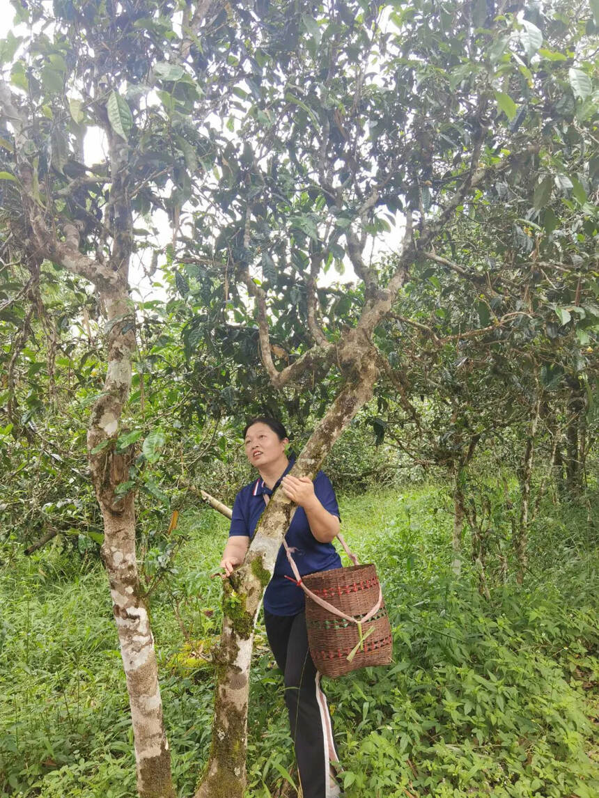 秋茶
帕沙犀牛塘秋茶，树龄大，口感香甜蜜香。真