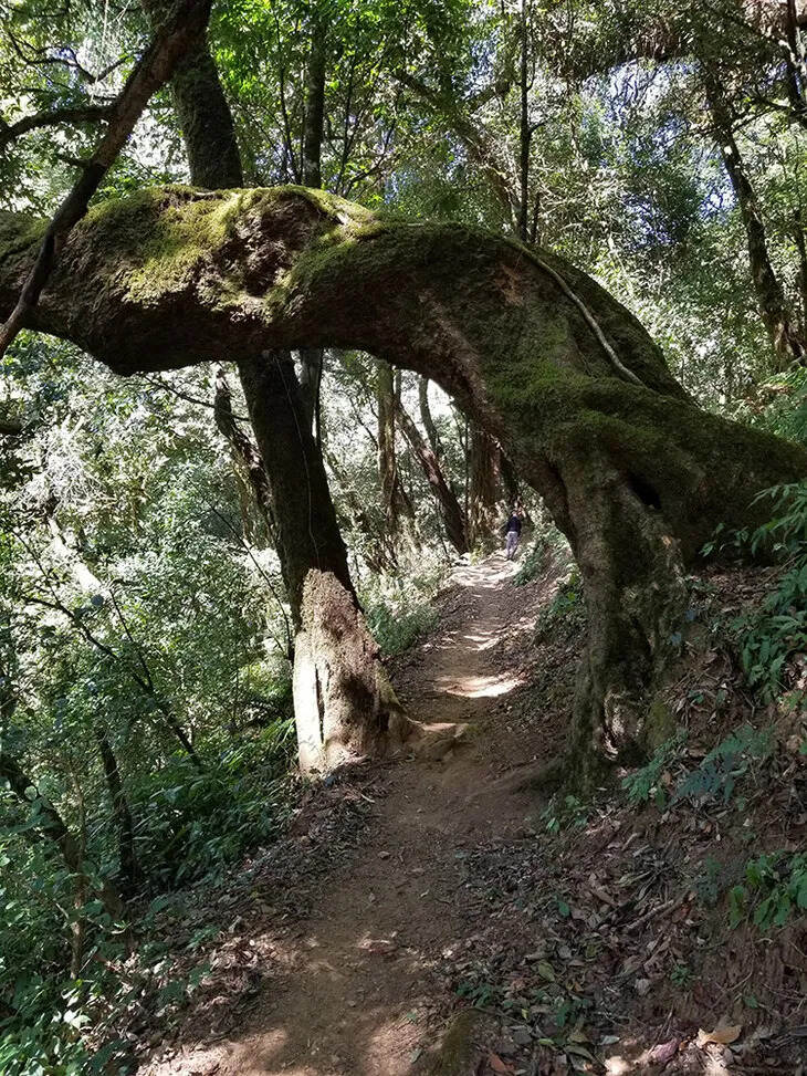 2022千年野生大雪山 1500-2000年野生单株