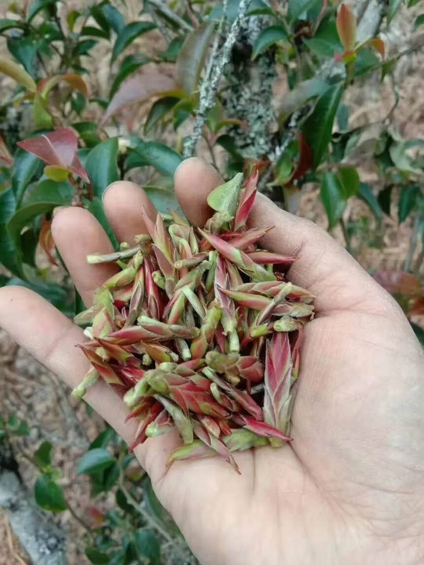 野生芽苞，又名紫芽苞，亦被称为“报春芽”（因在立春节