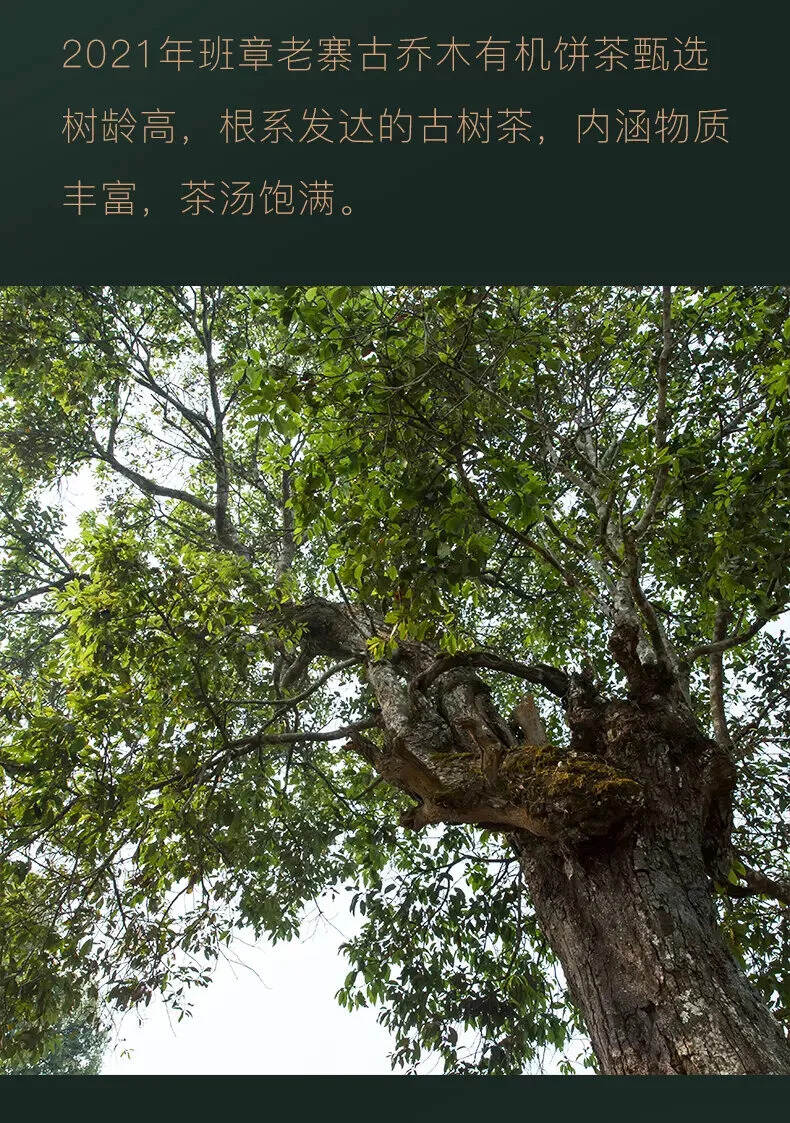 2021年班章老寨古乔木有机茶有两个规格，
357g