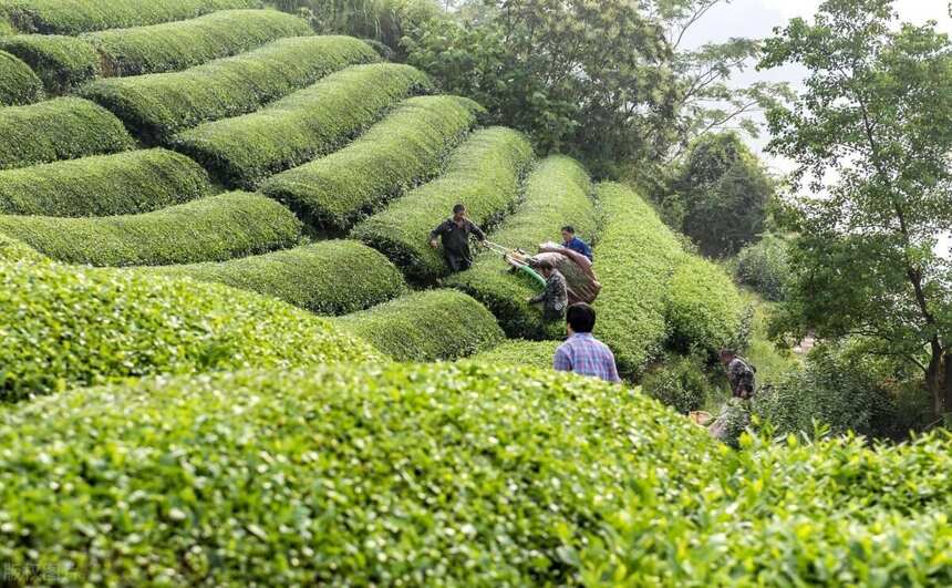 何为白露茶？“要喝茶，秋白露”，这几个优点，让你爱上喝秋茶