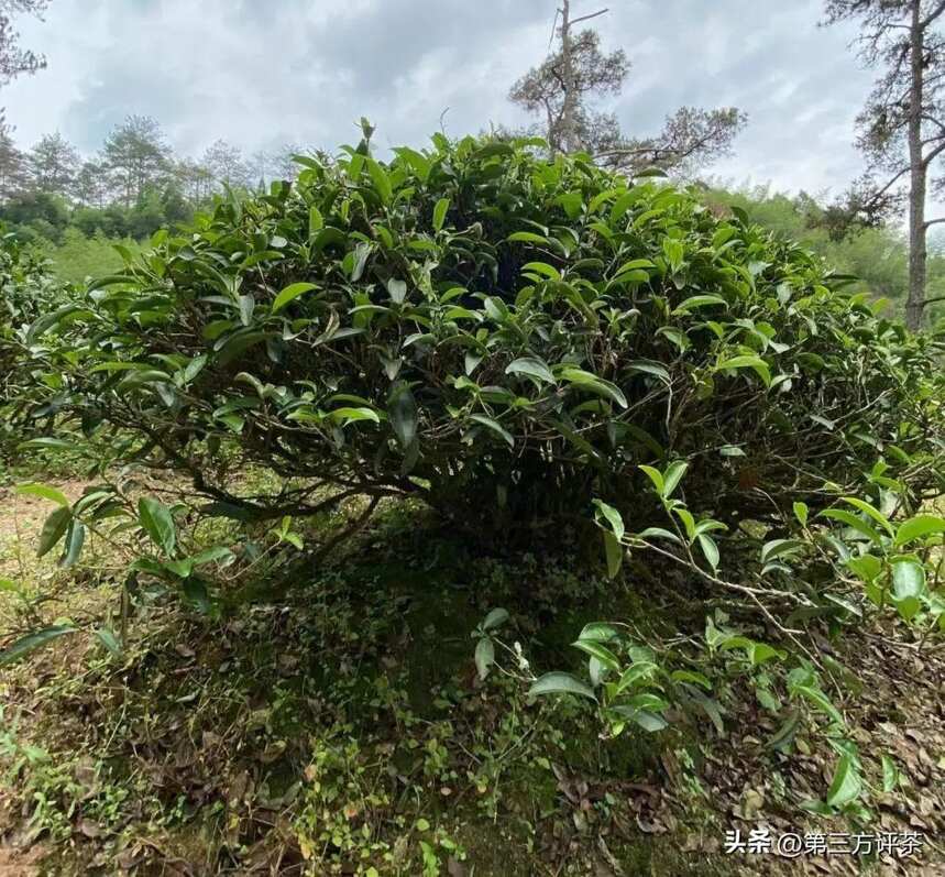 虎肉：泉石激荡的火花感，岩韵显