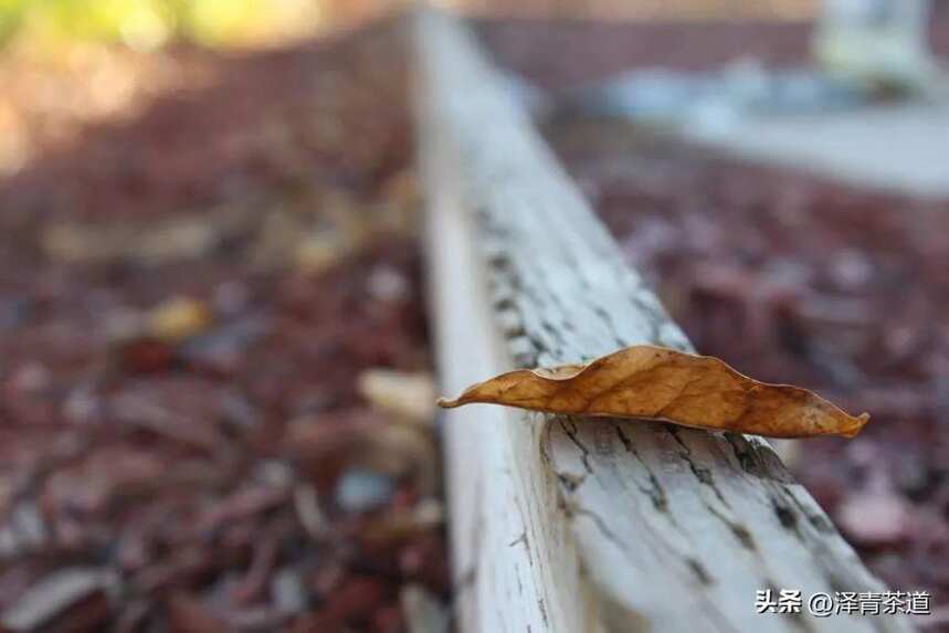 秋季养生宜喝茶？但要记得讲究三秋之分