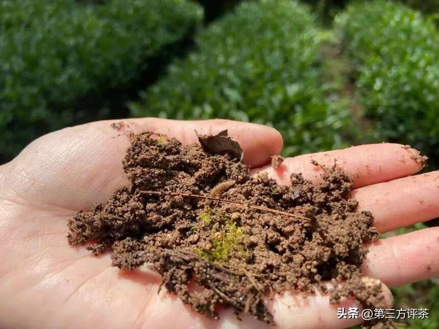 虎肉：泉石激荡的火花感，岩韵显