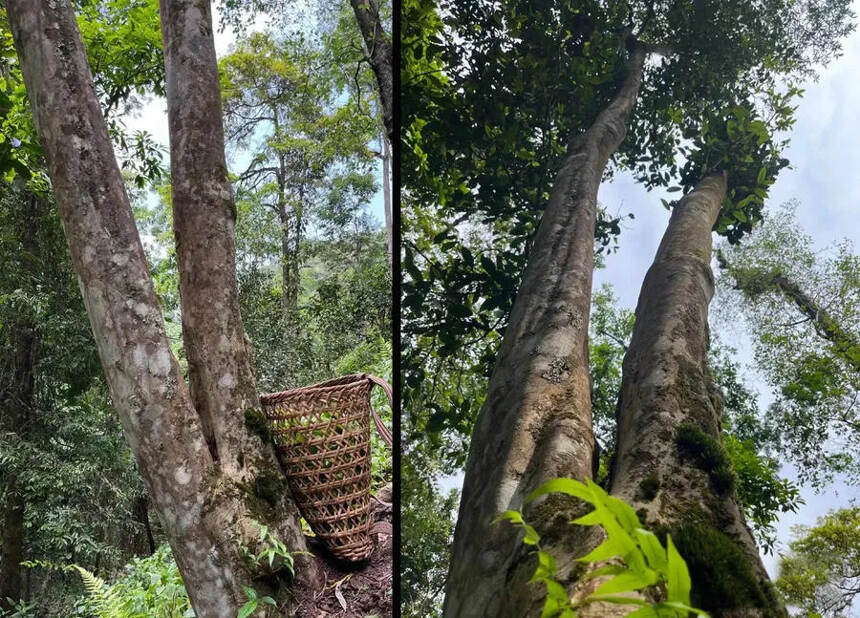 天门山高杆！这茶都不敢开箱，是真的太香了，这才放了一