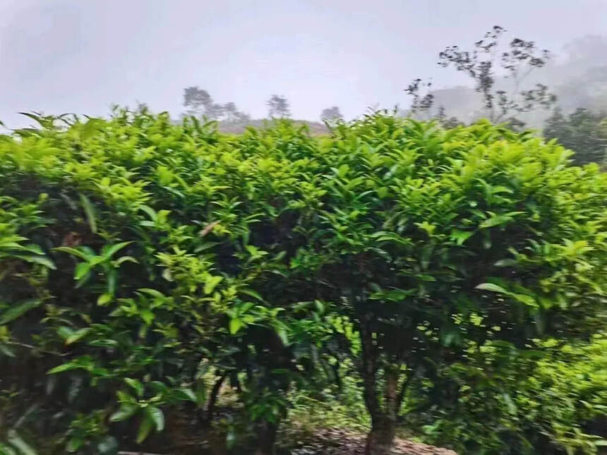 大乌叶又名贡香，作为凤凰单丛茶经典品种之一，因叶色较