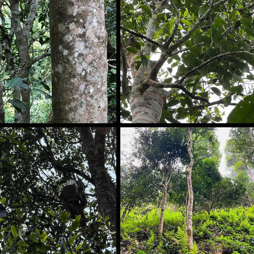 天门山高杆！这茶都不敢开箱，是真的太香了，这才放了一