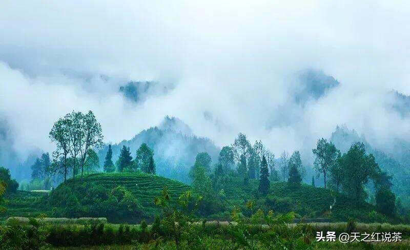 红茶的香气哪里来？