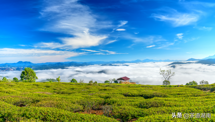 茶香列国 | 泰国：茶园美如绿野仙踪，喜欢腌茶入味？