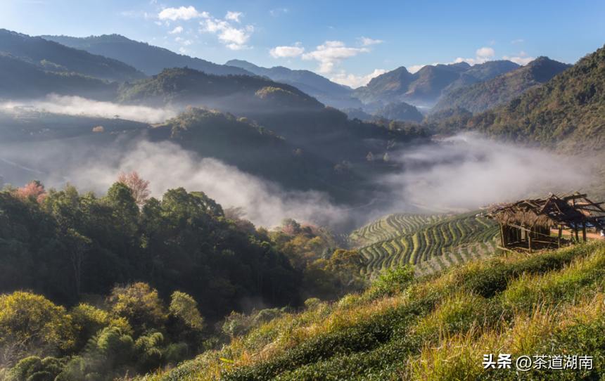 茶香列国 | 泰国：茶园美如绿野仙踪，喜欢腌茶入味？