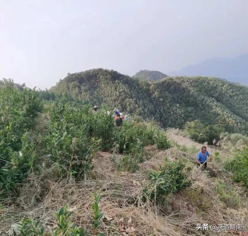 走进新化古茶高地“挂榜山”