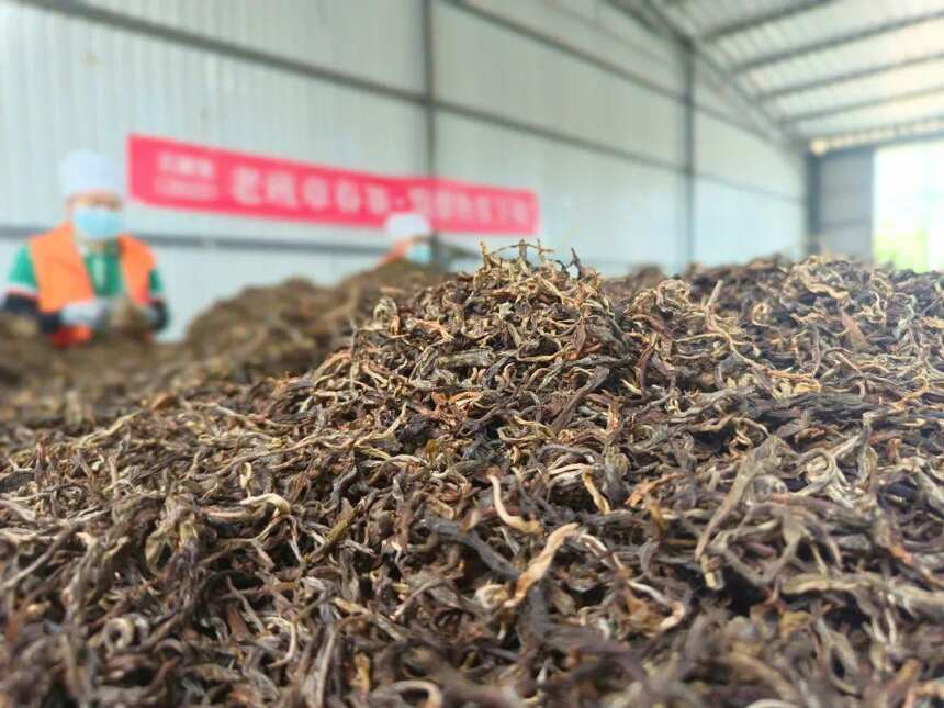 老班章古树熟茶，以茶王之姿问鼎熟茶品质高峰