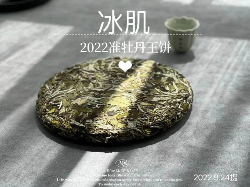 风动荷花，2022白牡丹饼《冰肌》，春茶季被忽略的一斛珠来满殿香