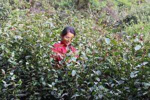 一斤好茶一般需要多少颗茶芽？