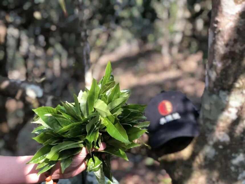 老班章古树熟茶，以茶王之姿问鼎熟茶品质高峰