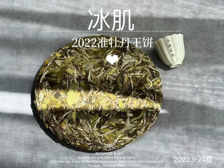 风动荷花，2022白牡丹饼《冰肌》，春茶季被忽略的一斛珠来满殿香