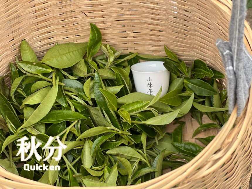 白露茶绝产，寒露茶堪忧，秋分茶会是2022秋季的白茶绝唱吗？