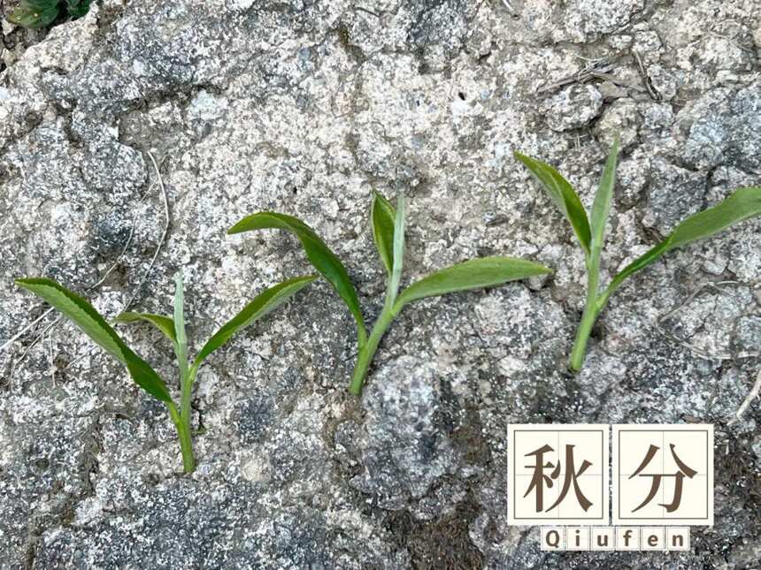 白露茶绝产，寒露茶堪忧，秋分茶会是2022秋季的白茶绝唱吗？