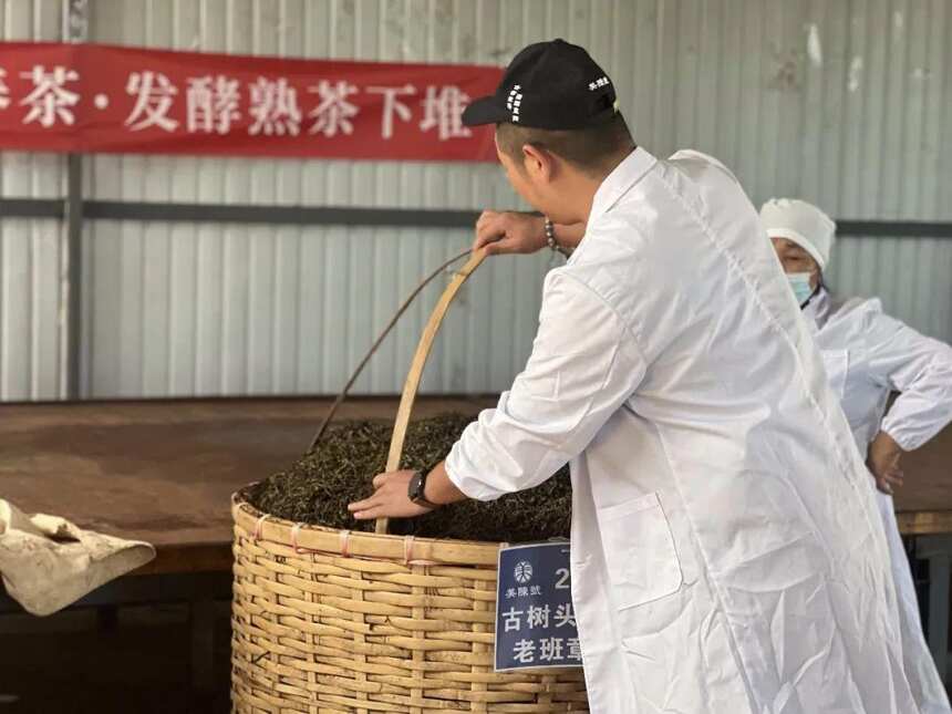 老班章古树熟茶，以茶王之姿问鼎熟茶品质高峰