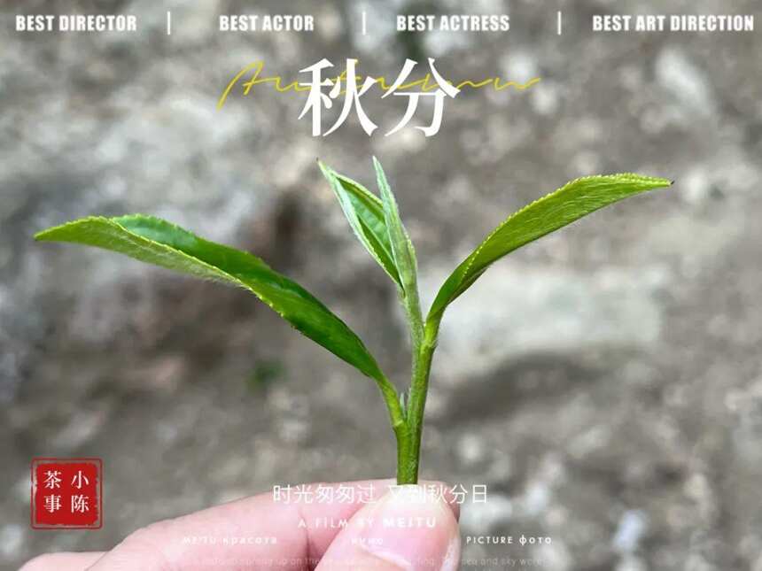 白露茶绝产，寒露茶堪忧，秋分茶会是2022秋季的白茶绝唱吗？