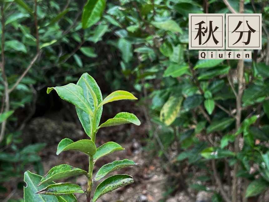 白露茶绝产，寒露茶堪忧，秋分茶会是2022秋季的白茶绝唱吗？