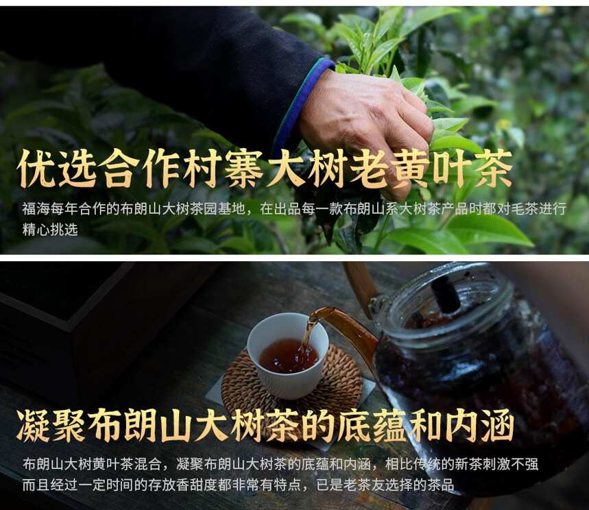 新品上市 | 福海2022年黄金福叶，大叶发酵，陈韵熟茶