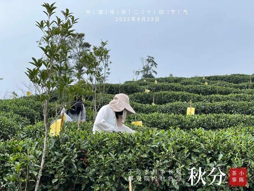 白露茶绝产，寒露茶堪忧，秋分茶会是2022秋季的白茶绝唱吗？