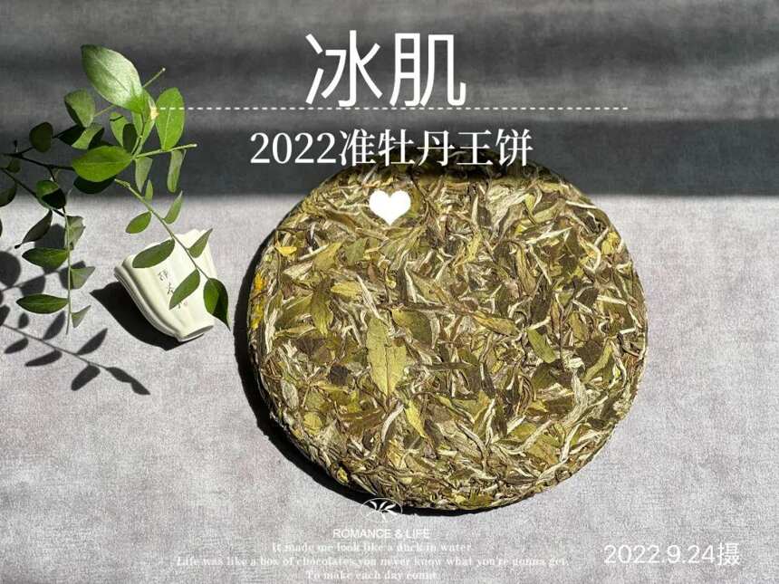 风动荷花，2022白牡丹饼《冰肌》，春茶季被忽略的一斛珠来满殿香