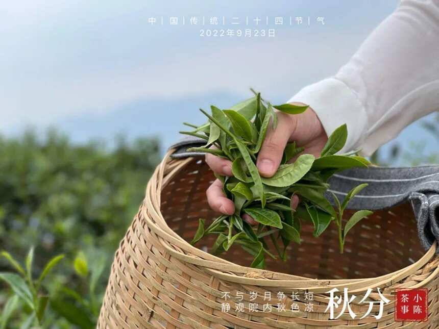 白露茶绝产，寒露茶堪忧，秋分茶会是2022秋季的白茶绝唱吗？