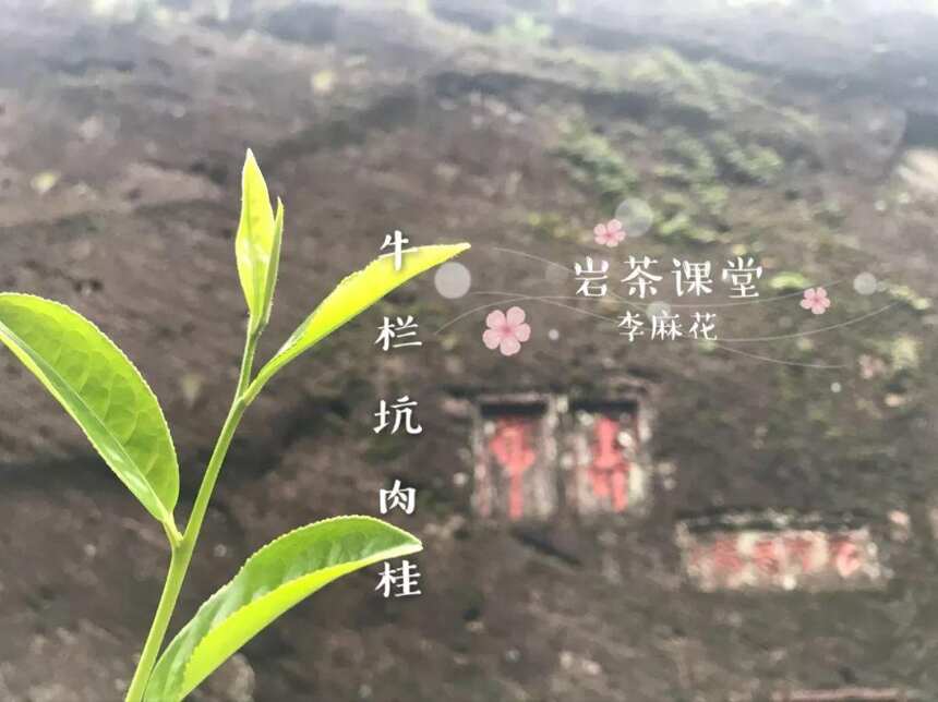 翻翻旧照，聊聊牛栏坑的四季，让想念牛栏坑肉桂的茶友们饱饱眼福