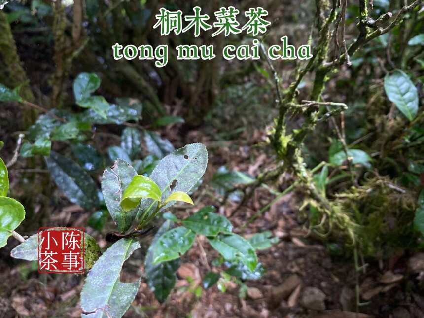 大红袍不是红茶，金骏眉不是乌龙茶，两种茶的区别，你真的懂吗？