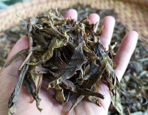 普洱黄片_普洱茶黄片