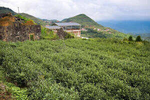 西坪松岩村千年古道走出香茗传奇