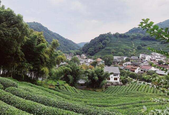 浙江的名茶乡村西湖龙井村