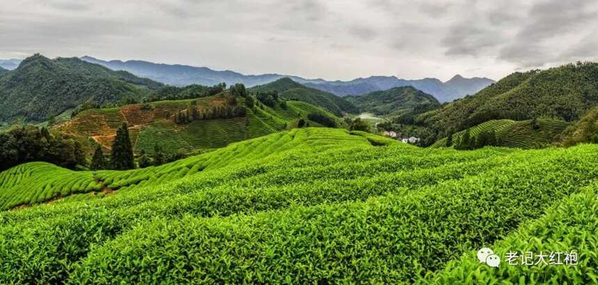 冬季茶园的养护